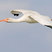 White Ibis